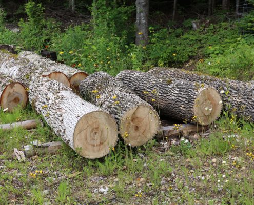 BilleMerisierFrene2017