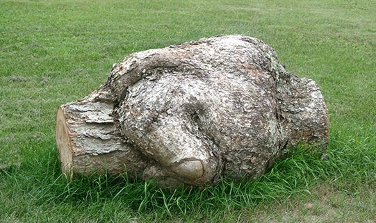 Loupe de merisier 3 pieds de dia.